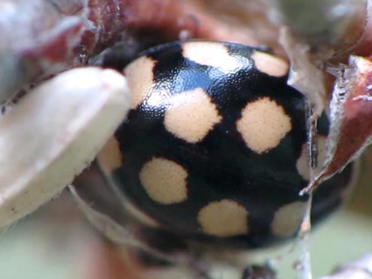 Vierzehnfleck Marienkäfer, Coccinula quatuordecimpustulata