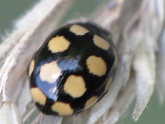 Vierzehnfleck Marienkäfer, Coccinula quatuordecimpustulata