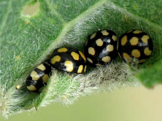 Vierzehnfleck Marienkäfer, Coccinula quatuordecimpustulata