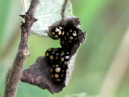 Vierzehnfleck Marienkäfer, Coccinula quatuordecimpustulata