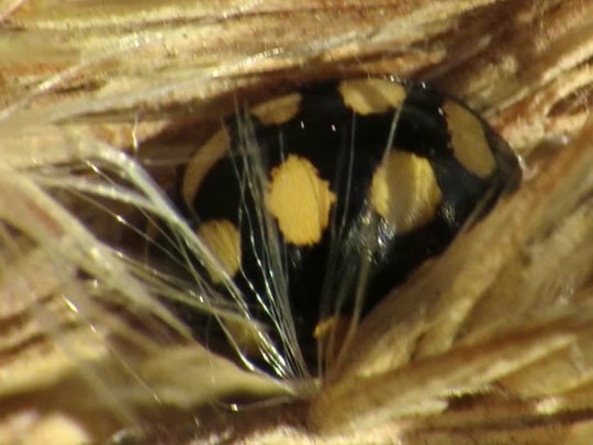 Vierzehnfleck Marienkäfer, Coccinula quatuordecimpustulata