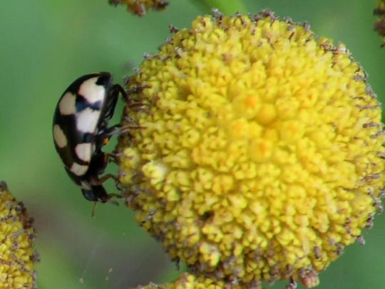 Vierzehnfleck Marienkäfer, Coccinula quatuordecimpustulata