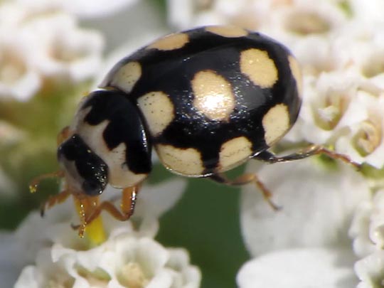Vierzehnfleck Marienkäfer, Coccinula quatuordecimpustulata