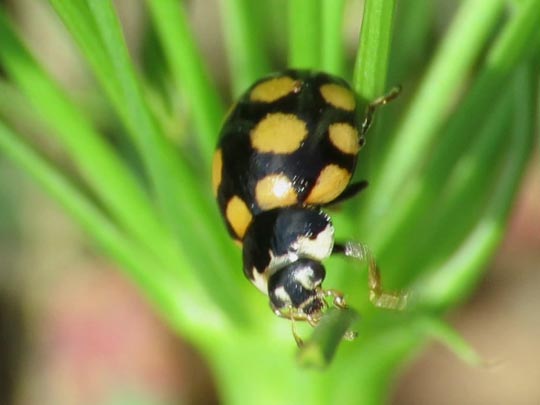 Vierzehnfleck Marienkäfer, Coccinula quatuordecimpustulata