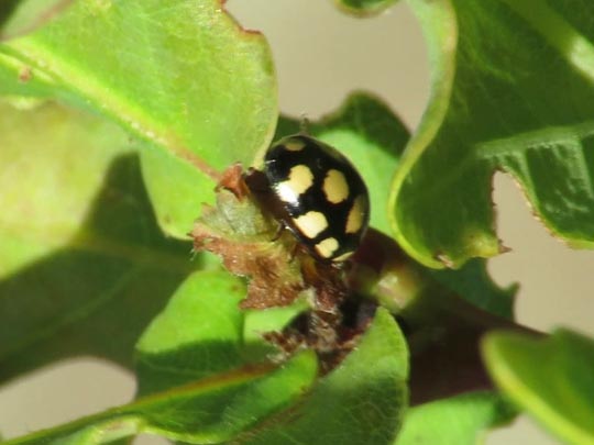 Vierzehnfleck Marienkäfer, Coccinula quatuordecimpustulata