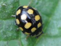 Vierzehnfleck Marienkäfer, Coccinula quatuordecimpustulata