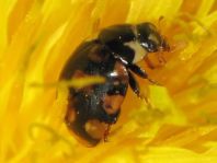 Vierzehnfleck Marienkäfer, Coccinula quatuordecimpustulata
