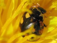 Vierzehnfleck Marienkäfer, Coccinula quatuordecimpustulata