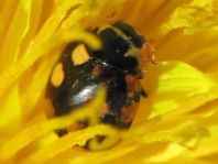 Vierzehnfleck Marienkäfer, Coccinula quatuordecimpustulata