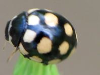 Vierzehnfleck Marienkäfer, Coccinula quatuordecimpustulata