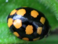 Vierzehnfleck Marienkäfer, Coccinula quatuordecimpustulata
