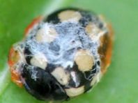 Vierzehnfleck Marienkäfer, Coccinula quatuordecimpustulata