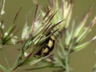 Vierzehnfleck Marienkäfer, Coccinula quatuordecimpustulata