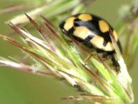 Vierzehnfleck Marienkäfer, Coccinula quatuordecimpustulata
