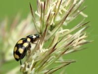 Vierzehnfleck Marienkäfer, Coccinula quatuordecimpustulata