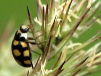 Vierzehnfleck Marienkäfer, Coccinula quatuordecimpustulata