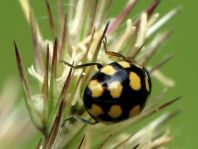 Vierzehnfleck Marienkäfer, Coccinula quatuordecimpustulata