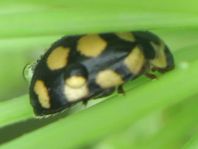 Vierzehnfleck Marienkäfer, Coccinula quatuordecimpustulata