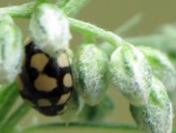 Vierzehnfleck Marienkäfer, Coccinula quatuordecimpustulata