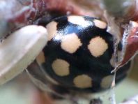 Vierzehnfleck Marienkäfer, Coccinula quatuordecimpustulata