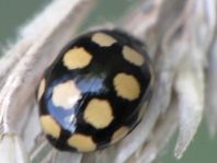 Vierzehnfleck Marienkäfer, Coccinula quatuordecimpustulata