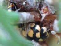 Vierzehnfleck Marienkäfer, Coccinula quatuordecimpustulata
