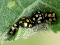 Vierzehnfleck Marienkäfer, Coccinula quatuordecimpustulata
