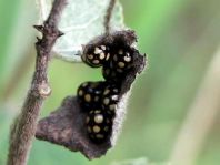 Vierzehnfleck Marienkäfer, Coccinula quatuordecimpustulata