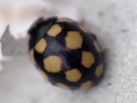 Vierzehnfleck Marienkäfer, Coccinula quatuordecimpustulata