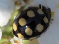 Vierzehnfleck Marienkäfer, Coccinula quatuordecimpustulata
