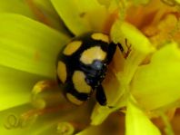 Vierzehnfleck Marienkäfer, Coccinula quatuordecimpustulata