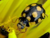 Vierzehnfleck Marienkäfer, Coccinula quatuordecimpustulata
