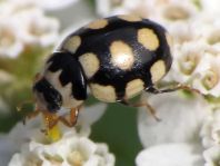 Vierzehnfleck Marienkäfer, Coccinula quatuordecimpustulata