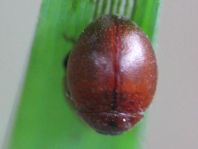 Cynegetis impunctata, Gras-Marienkäfer