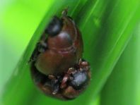 Cynegetis impunctata, Gras-Marienkäfer
