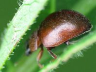 Cynegetis impunctata, Gras-Marienkäfer