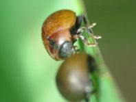Cynegetis impunctata, Gras-Marienkäfer