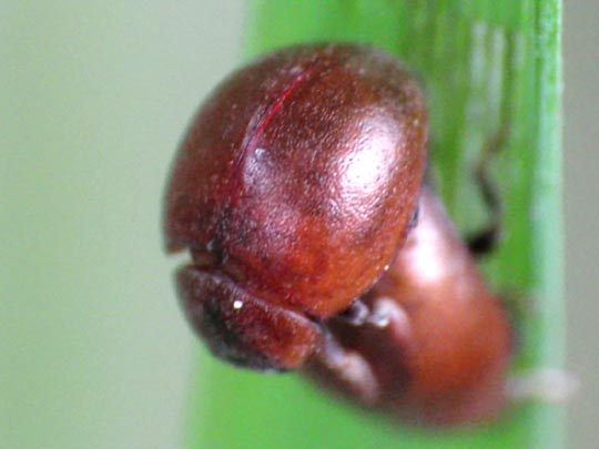 Cynegetis impunctata, Gras-Marienkäfer