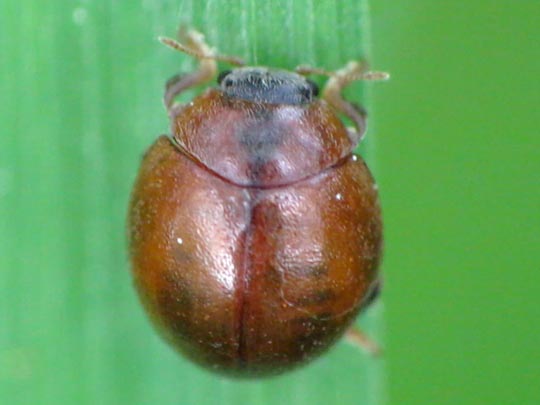 Cynegetis impunctata, Gras-Marienkäfer