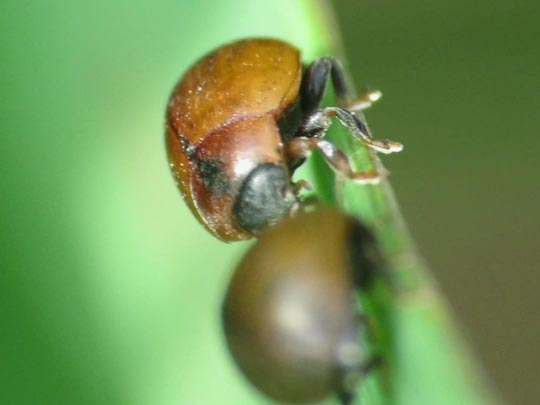 Cynegetis impunctata, Gras-Marienkäfer