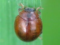 Cynegetis impunctata, Gras-Marienkäfer