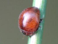 Cynegetis impunctata, Gras-Marienkäfer