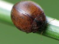 Cynegetis impunctata, Gras-Marienkäfer