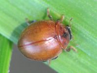 Cynegetis impunctata, Gras-Marienkäfer