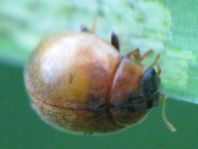 Cynegetis impunctata, Gras-Marienkäfer