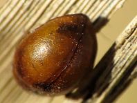 Cynegetis impunctata, Gras-Marienkäfer