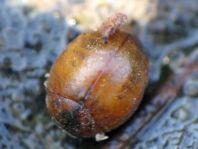 Cynegetis impunctata, Gras-Marienkäfer