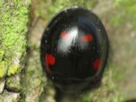 Vierfleckige Kugelmarienkäfer, Exochomus (Brumus) quadripustulatus