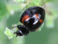 Vierfleckige Kugelmarienkäfer, Exochomus (Brumus) quadripustulatus