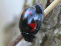 Vierfleckige Kugelmarienkäfer, Exochomus (Brumus) quadripustulatus